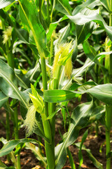 Corn field, corn on the cob. Selective Focus