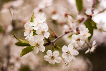 Fototapeta na wymiar cherry tree blossom