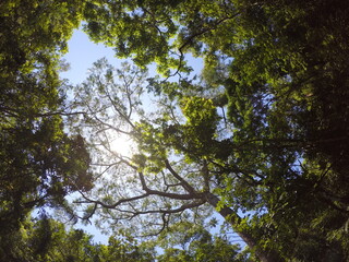 TREES