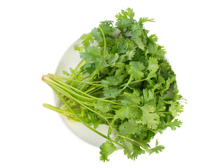 Coriander leaves on white background. (clipping path)