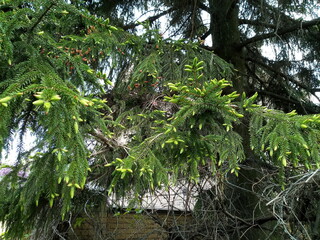 green leaves in the garden