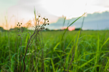 Obraz premium Wild flowers at sunset near the pine forest. Nature, summer.