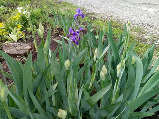 Obraz premium crocuses in the garden