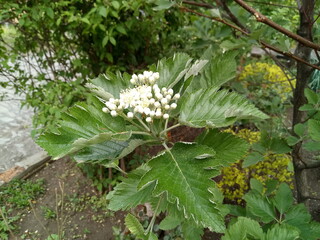 white flowers in the park