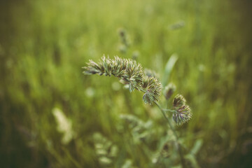 Old wild flower hay meadow in summer