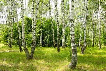 Foto op Plexiglas Berkenbos Authentiek mooi zomerlandschap met berkenbos op een heldere zonnige dag