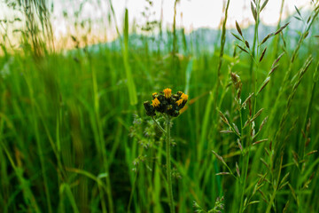 Wild flower in field of nature background with sunset lighting.