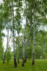 Fototapeta premium Authentic beautiful summer landscape birch grove on a clear sunny forbid