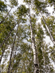 Fototapeta premium Authentic beautiful summer landscape birch grove on a clear sunny day
