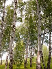 Fototapeta premium Authentic beautiful summer landscape birch grove on a clear sunny day