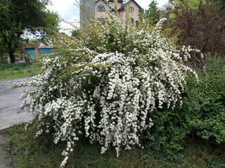 branches of a tree in spring