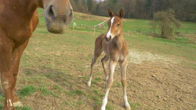 CLOSE UP PORTRAIT: Curious little newborn horse looks around the enclosed pasture while staying close to its mother. Newborn colt learning to walk explores the grassfield in the tranquil countryside.