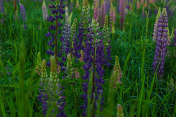 Blooming lupine flowers (Lupinus polyphyllus). Field of lupine plant. Violet purple & pink lupin in meadow. Colorful bunch of summer june flowers on garden background. Food source, ornamental plant