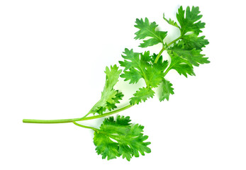 Coriander leaves , fresh green cilantro.