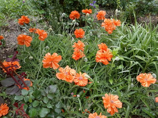 orange flowers in the garden