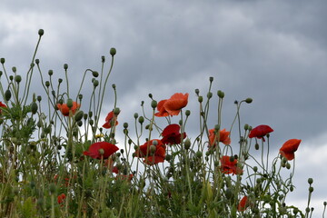 Poppies in a field with grey sky background.