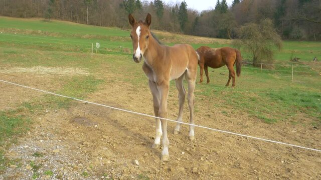 CLOSE UP PORTRAIT: Curious chestnut colored filly looks into the camera as its mother grazes in the background. Newborn horse learning to walk explores the large grassfield in the tranquil countryside