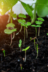 Young sprouts of basil and parsley. Growing plants at home. Home garden. Cooking herbs