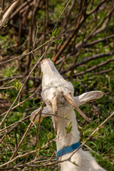 Domestic goat eating branches