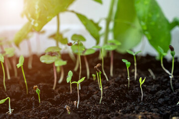 Young tiny sprouts of basil and parsley. Growing plants at home. Home garden. Cooking herbs