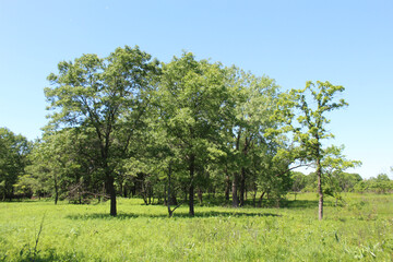 Oak savanna at Somme Prairie Grove in Northbrook, Illinois with blue skies