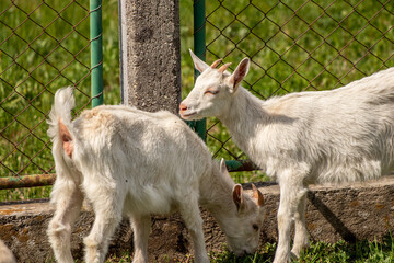 Two small goats grazing on field
