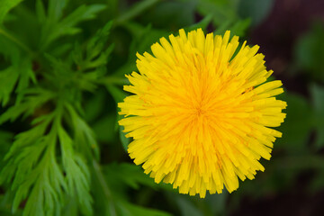 yellow dandelion flower in spring on a bright sunny day on a background of green grass