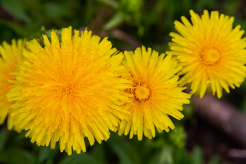 yellow dandelion flower in spring on a bright sunny day on a background of green grass