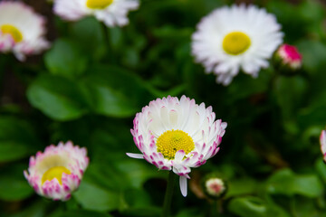 Fototapeta premium daisy flowers in spring on a bright sunny day on a background of green grass