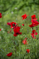 Fototapeta na wymiar Poppy Flower Meadow In Summer