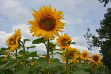Yellow blooming sunflower in a field with other sunflowers on a background of blue sky with white clouds.