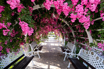 flower garden with amazing pink flowers
