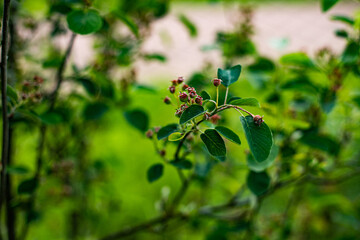 branch with unripe berries on a green background