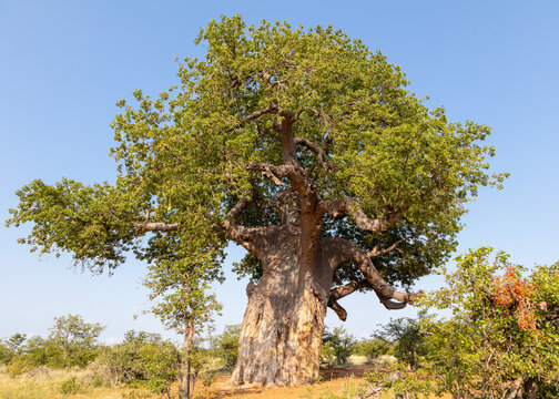 View of a big, old baobab tree with leaves in Mapungubwe National Park, South Africa