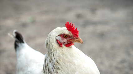white chicken on the farm