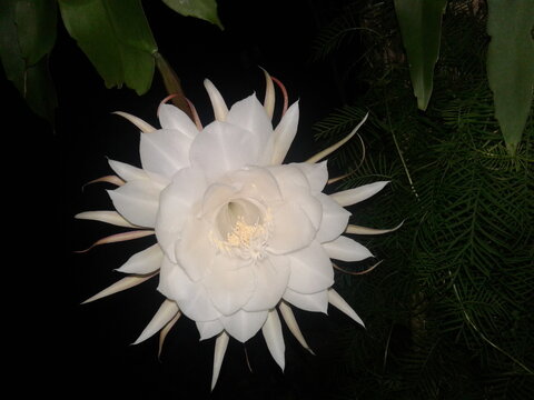 This is the most expensive flower in world.The KADUPUL(Epiphyllum oxypetalum) flower,Sri Lanka's native blossom.This flower is so rarely and only at night.It's flowers wilt before dawn.