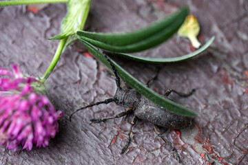 large black mustache beetle, macro