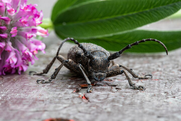 large black mustache beetle, macro