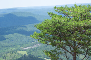 pine tree in the mountains