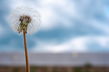 one dandelion on a soft leg against the sky, horizontally