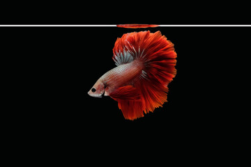 Side view of betta siamese fighting fish (Halfmoon Rosetail Mascot Red Dragon type) isolated on black background