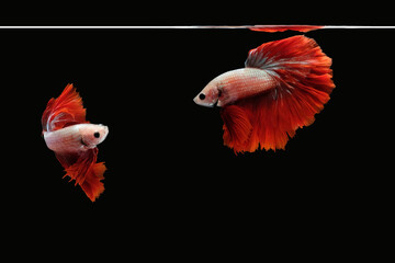 Photo collage flaying and dancing betta siamese fighting fish on a water isolated on black...