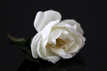 Flower of white rose on black glass background, water drops on a petals