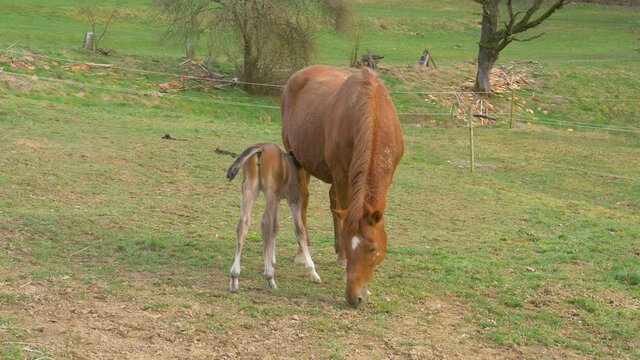 CLOSE UP: Newborn horse feeds on its mother's milk as she grazes in the green pasture. Cute shot of a baby horse on shaky legs eating while its chestnut mother grazes in the tranquil countryside.
