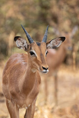 Naklejka na ściany i meble impala antelope in kruger park