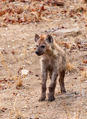 Fototapeta premium South African spotted Hyena