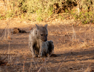 South African  spotted Hyena