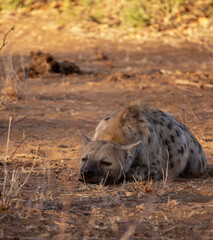 South African  spotted Hyena