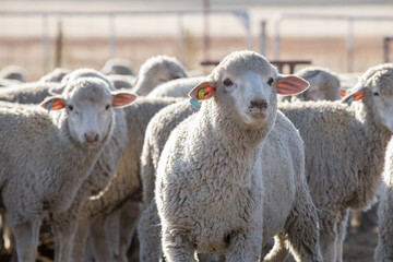 Woolled sheep in a pen