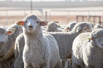 Fototapeten Woolled sheep in a pen © Clint Austin